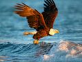 Juego Rompecabezas de animales Águila  en línea