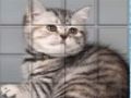Juego Gato PicPu  en línea