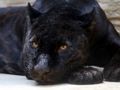 Juego Rompecabezas de Pantera Negra  en línea