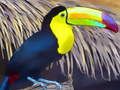 Juego Rompecabezas de pájaro tucán  en línea