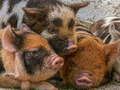 Juego Rompecabezas de cerdito cerdito  en línea