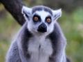 Juego Juego de rompecabezas de animales  en línea