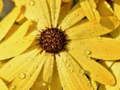 Juego Rompecabezas de gotas de lluvia de pétalos de flores  en línea