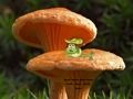 Juego Escape de la tierra de la planta de hongos  en línea