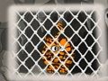 Juego Escape del tigre 1  en línea