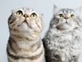 Juego Rompecabezas de gatos lindos  en línea