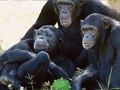 Juego Escapada divertida de la jungla de chimpancés  en línea