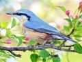 Juego Lugares Escondidos Aves  en línea