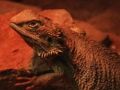 Juego Rompecabezas de lagarto dragón  en línea