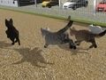 Juego Carrera de gatos  en línea
