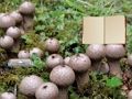 Juego Escape de la tierra del hongo Lycoperdon  en línea