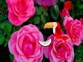Juego Escape de la rosa preciosa  en línea