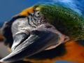 Juego Rompecabezas de aves  en línea