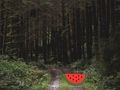 Juego Escape de ciervos del bosque denso  en línea