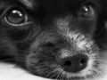 Juego Rompecabezas de perros  en línea
