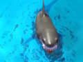 Juego Sobrevive a los tiburones  en línea