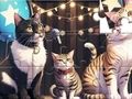 Juego Rompecabezas: Gato cantando  en línea