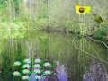 Juego Aventura en el bosque a la luz del sol  en línea