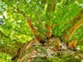 Juego Rompecabezas de ramas de árboles  en línea