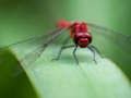 Juego Rompecabezas de mosca dragón  en línea