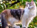Juego Rotar rompecabezas - Perros y gatos  en línea