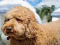 Juego Rompecabezas de labradoodle en línea Juego Rompecabezas de labradoodle en línea