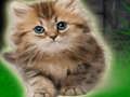 Juego Pareja, gatito, escape  en línea