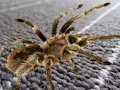 Juego Diferencia oculta de la araña  en línea