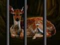 Juego Rescate de animales salvajes  en línea
