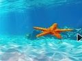 Juego Escape de la estrella de mar submarina  en línea