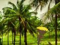 Juego Escape de la tierra de los cocos  en línea