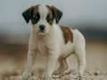 Juego Rompecabezas de Jack Russell  en línea