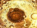 Juego Rompecabezas de burbujas de aceite  en línea