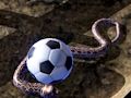 Juego Simulador de serpiente pitón  en línea
