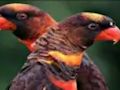 Juego Rompecabezas de loro naranja  en línea