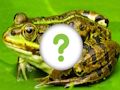 Juego Piel de animales  en línea