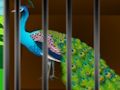Juego Libera la belleza enjaulada  en línea