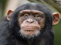 Juego Rompecabezas de chimpancé  en línea