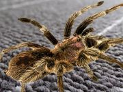 Juego Diferencia de araña real  en línea