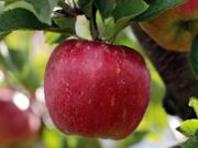 Juego Manzana roja madura en un rompecabezas de árbol  en línea