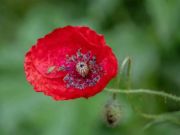 Juego Poppy Nature Flower Jigsaw  en línea