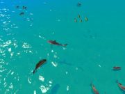 Juego Caza hambrienta de tiburones en línea