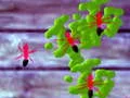 Juego Smash Ants en línea