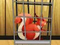 Juego Rescue The Red Squirrel From Cage en línea