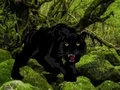 Juego Escape from Black Panther Forest en línea