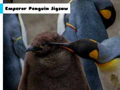 Juego Emperor Penguin Jigsaw en línea