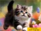 Juego Puzzle Sliding Kittens en línea