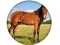 Juego Animal Quiz en línea