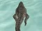 Juego Crocodile Simulator Beach Hunt en línea