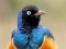 Juego Animal Puzzle: Wildlife & Logic en línea